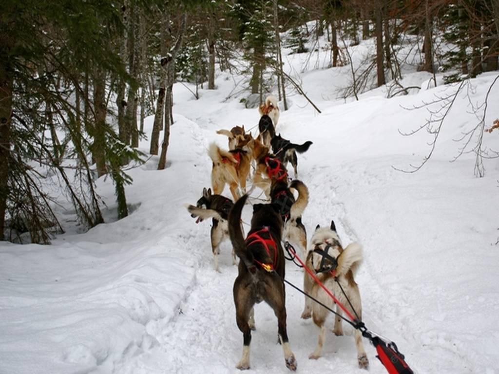 1. Balade en Traineau 25 minutes (Enfant 3 à 8  ans) - LA CLUSAZ GIETTAZ