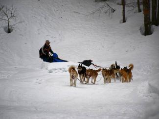 Conduite de Traineau 25 minutes (Adulte) - LA CLUSAZ GIETTAZ